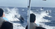 El increíble espectáculo de una multitud de delfines en las costas de California