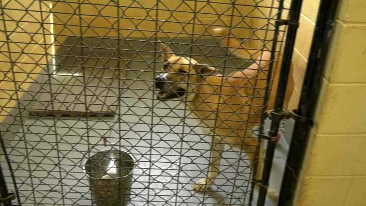 Simpson County Animal Shelter seeing overcrowding, urges community to adopt