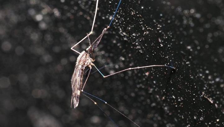 Denisovan DNA May Make Some People Resistant To Malaria And Other Parasitic Infections