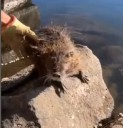 Rescatan un coipo en pleno centro de Neuquén y lo liberan en el río