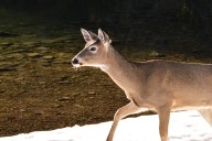 FWP officials suspect viral disease outbreak in NW, SE Montana deer