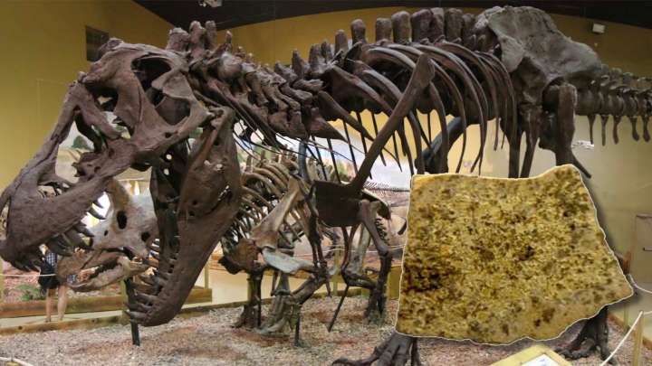 First-Of-Its Kind Dinosaur Eggshell Find Could Lead To T. Rex Nest Near Lusk