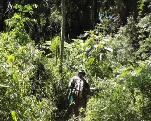En la 4º edición del Happy Hour Científico Iguazú hablarán sobre ecología vegetal y clima
