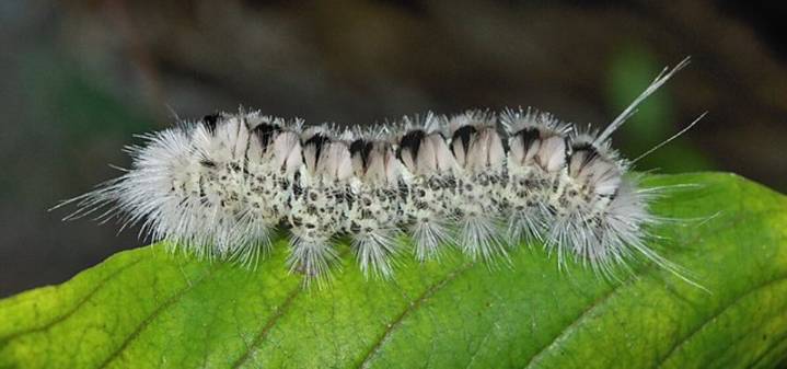 Watch out for these fuzzy caterpillars in Maine this fall  
