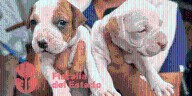 Rescatan a animalitos tras cateo por crueldad animal