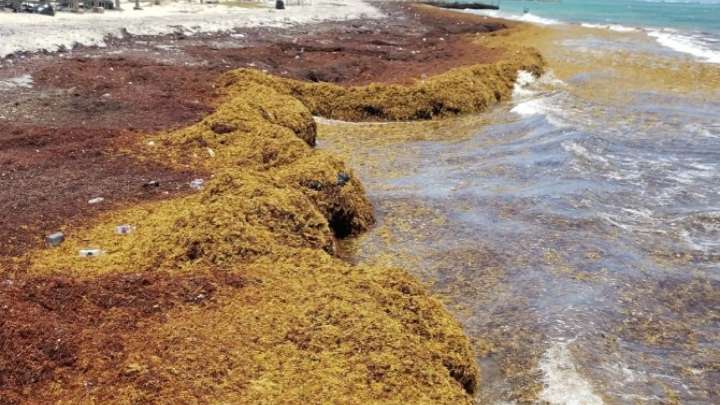 Una franja marrón del tamaño de un continente aparece en el Atlántico y enciende las alarmas entre los científicos
