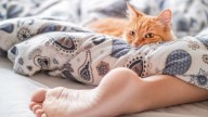 Why Does My Cat Sleep Between My Legs All the Time?