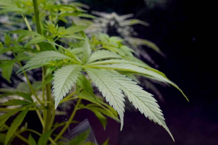 Newsom signs AB 564 cutting taxes on cannabis, focusing on long