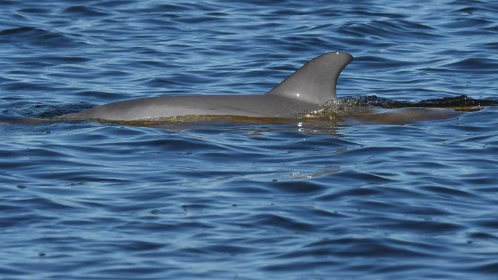 Three Mandurah dolphins return to Peel-Harvey Estuary after almost a year in Bunbury