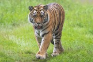 Animal Handler Who Worked with 'Tiger King' Star Joe Exotic Killed by Tiger
