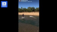 Video allegedly showing man trying to catch freshwater crocodile prompts investigation