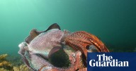 Experimental bubble shield deployed to protect giant cuttlefish as deadly SA algal bloom creeps nearer