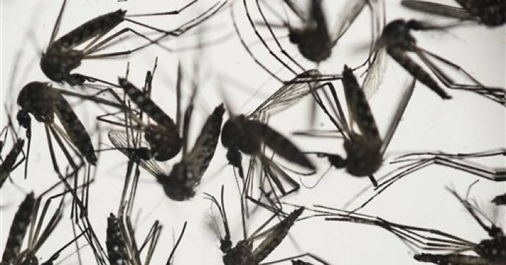 Health officials warn of increased West Nile virus risk for Henrico after mosquito traps test positive