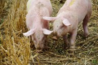 Thrissur reports fresh case of African swine fever