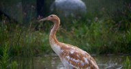 Whooping crane helping to restore population of the endangered species dies from avian influenza
