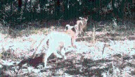 Lion Cubs Seen In Africa’s Bamingui-Bangoran National Park For The First Time In Decades