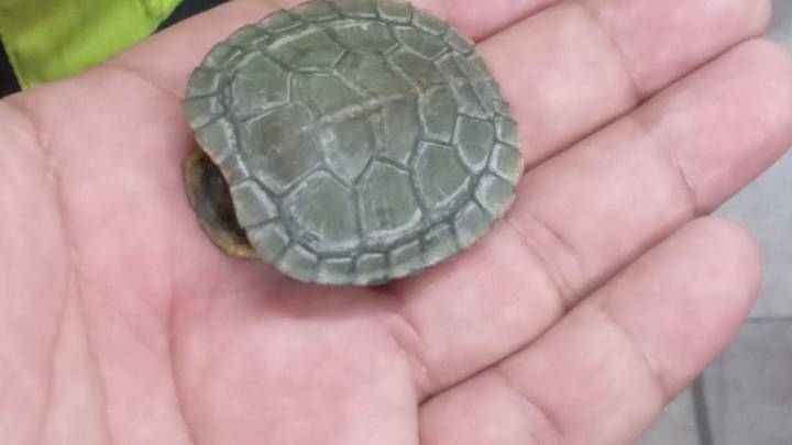 VIDEO: así fue el rescate de una tortuga en la Línea 2 del Metro