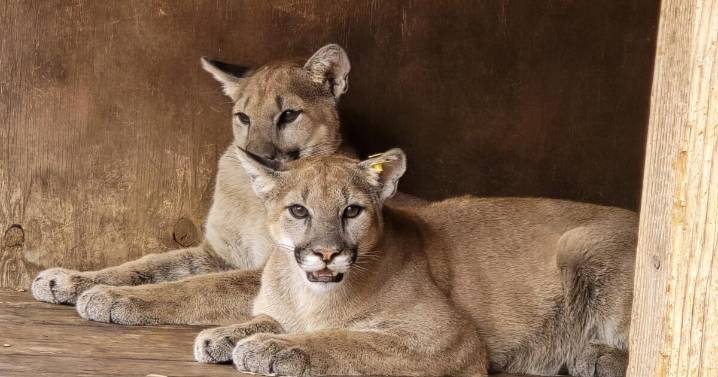 Two mountain lions that were found malnourished and alone as cubs are released back into the wild