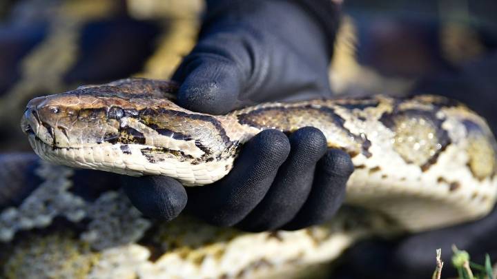 Pythons in Florida: Are invasive snakes invading urban areas, homes?