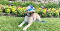Historic Sites In Kentucky to Explore With Your Dog This Fall