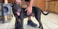 Former bait dogs rescued from Smith County fighting ring still await loving homes