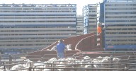 NSW livestock levy paused for Victorian market