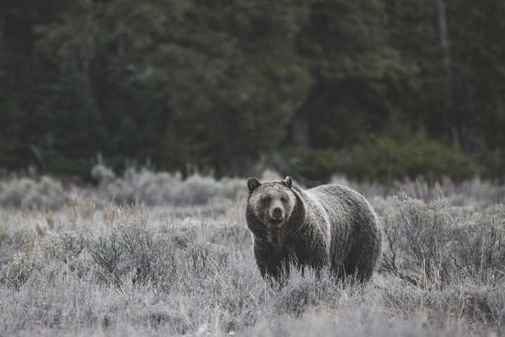 Fat Bear Week: NPS shares history of fat bear in Yellowstone