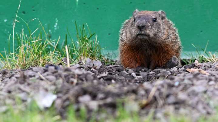 How to get rid of groundhogs on your property, legally, in Michigan