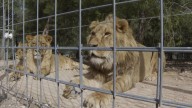 Un grupo de leones mata a un trabajador delante de varios turistas en un zoo de Tailandia