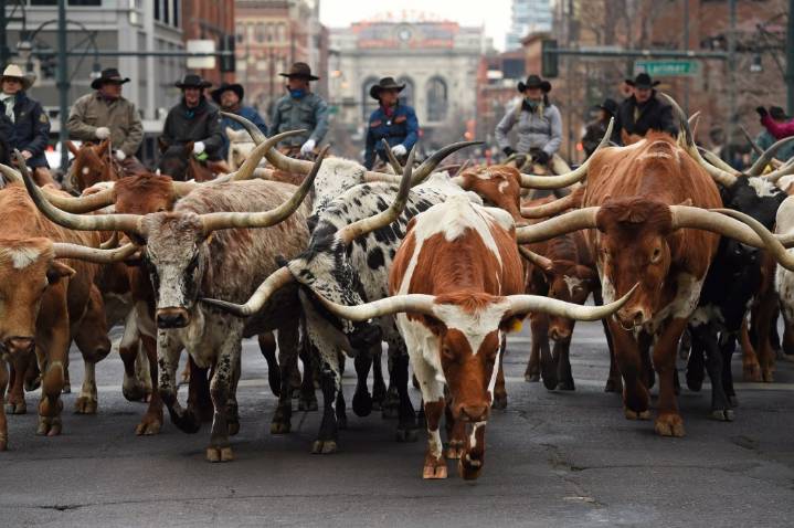 Stock show names Trans-West CEO Eidsness as ‘Citizen of the West’