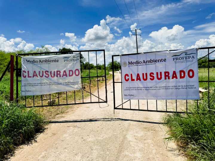 Profepa clausura definitivamente granja porcícola al sur de Mérida