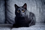 Woman Finds Cat Hit by Car on Sidewalk, Tears at Note Left Next to the Body