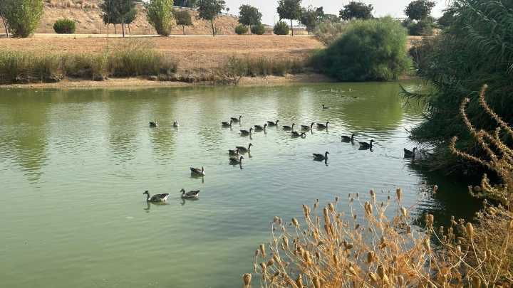 La gripe aviar continúa su expansión: 20 aves muertas halladas en Córdoba