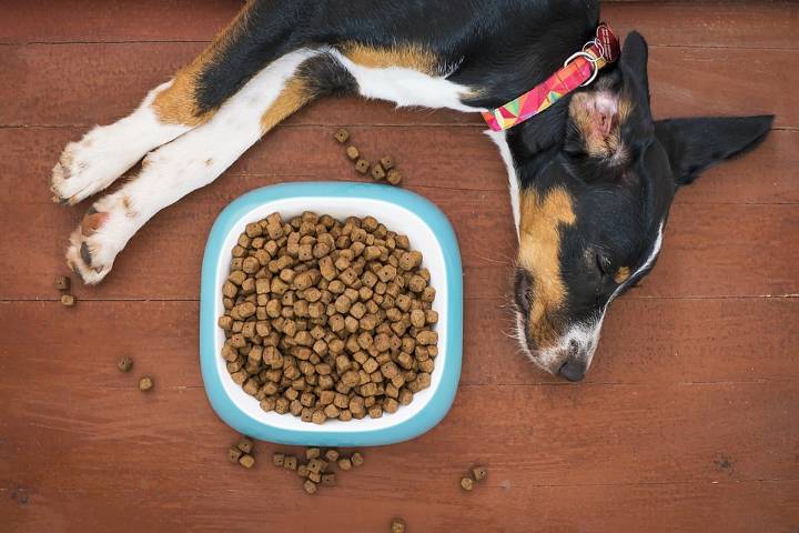 Mud Bay to match customer pet food purchases Sept. 27 with donations to shelters