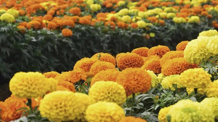 La planta que da hermosas flores amarillas y que es muy buscada porque repele los mosquitos y las plagas de tu jardín