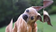 California Man Kept A Promise He Made To His Dog After She Suffered A Stroke And Their Story Is Really Wholesome