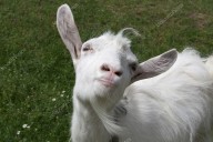 Campylobacter from Raw Goat Milk—Local Farm Recall