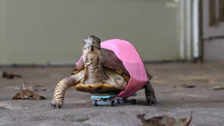 Ijams Nature Center shares turtle's journey to highlight animal care advice