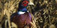 Wildlife experts predict ‘banner year’ for Iowa’s centennial of pheasant hunting