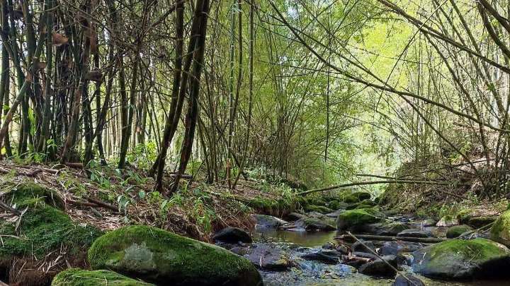 El Bambusal: El bosque de bambú escondido en Puebla que parece de Asia