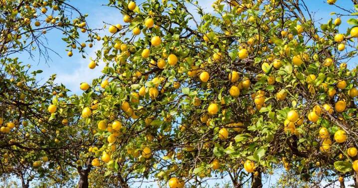 Cómo lograr que un limonero florezca en casa y dé frutos todo el año