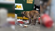 Texas Woman Witnesses Dog Eating Trash And Discovers A Heartbreaking Truth