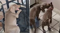 California Family Returns 8-Week-Old Puppy After One Day, And Their Excuse Leaves Everyone Stunned