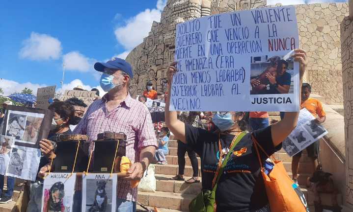 Liberan de forma anticipada a agresor de Rufo, perro ultimado en Chuburná