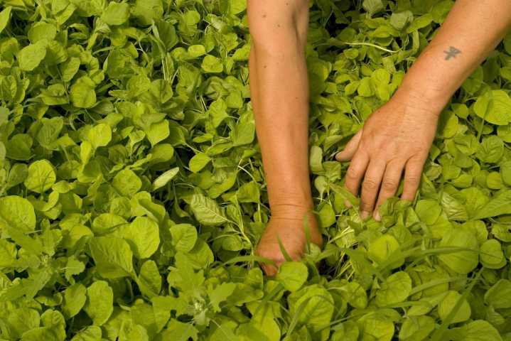 Un estudio propone estrategias para mejorar la gestión del agua en la agricultura china