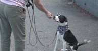Dogs up for adoption at event on Sunday
