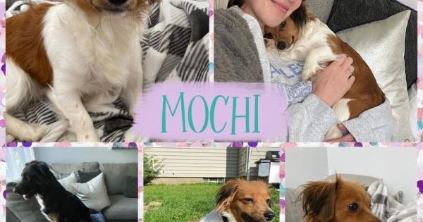 Mochi