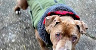 Jury convicts Michigan veterinarian of theft for refusing to return dog to homeless man