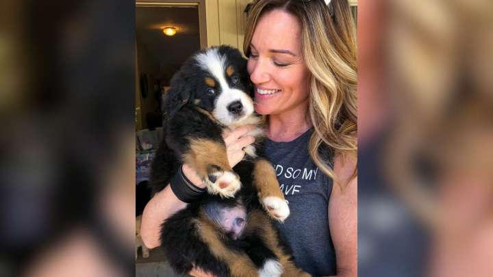Oregon's Clingiest Bernese Mountain Dog Figures Out How To Always Catch Mom's Eye