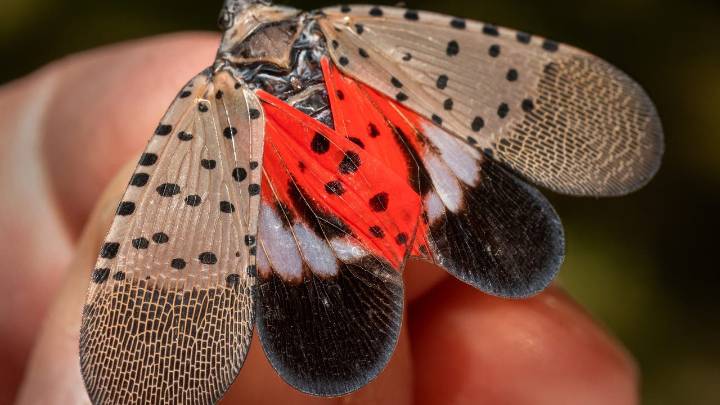 28 invasive insects of 'greatest concern' in Pennsylvania